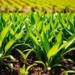 Spaghetti Carbonara: Das leckerste Rezept für Sie